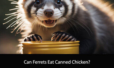 Can Ferrets Eat Canned Chicken?