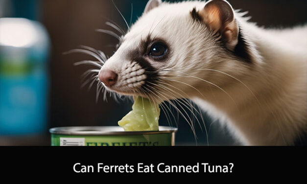 Can Ferrets Eat Canned Tuna?