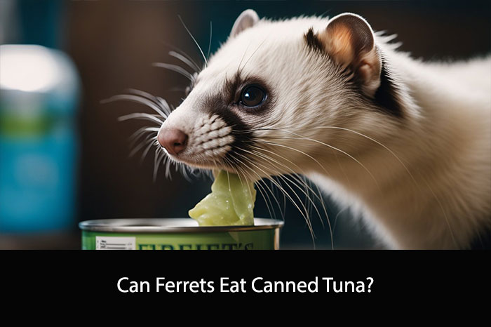 Can Ferrets Eat Canned Tuna?