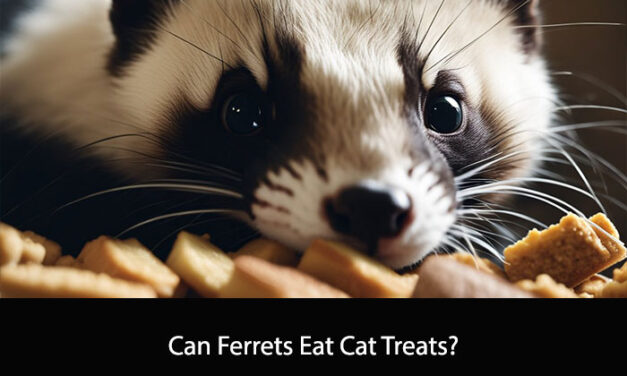 Can Ferrets Eat Cat Treats?