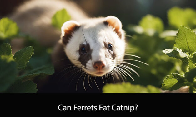 Can Ferrets Eat Catnip?