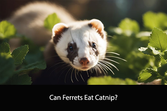 Can Ferrets Eat Catnip?