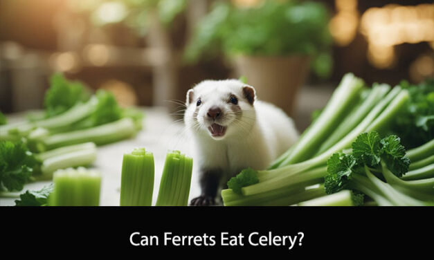 Can Ferrets Eat Celery?