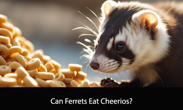 Can Ferrets Eat Cheerios?