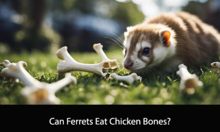 Can Ferrets Eat Chicken Bones?