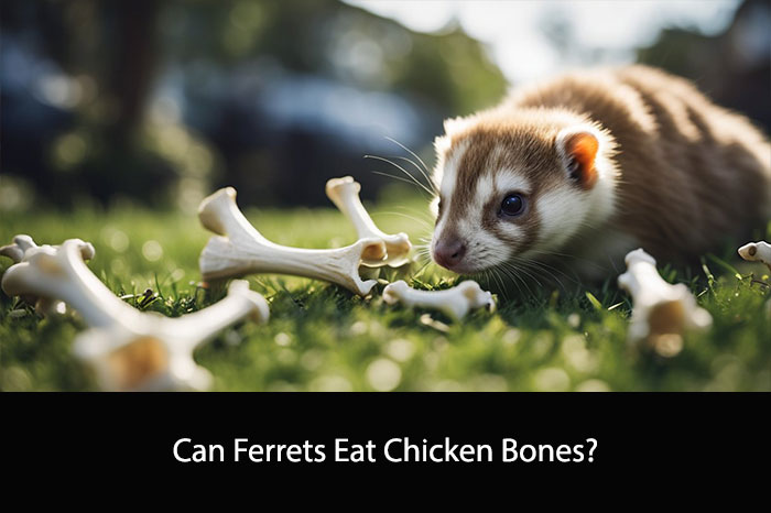 Can Ferrets Eat Chicken Bones?