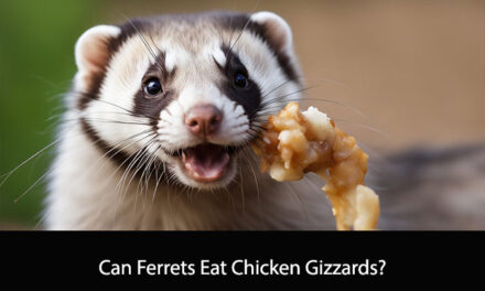 Can Ferrets Eat Chicken Gizzards?