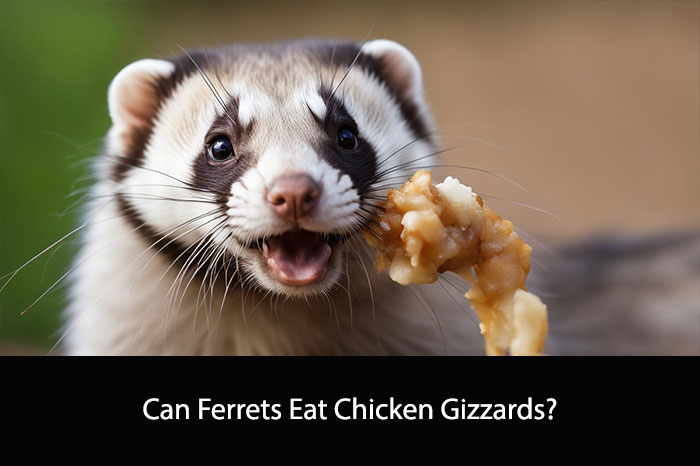 Can Ferrets Eat Chicken Gizzards?