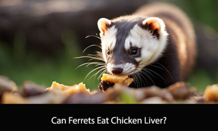 Can Ferrets Eat Chicken Liver?