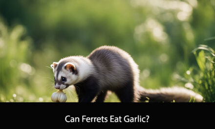 Can Ferrets Eat Garlic?