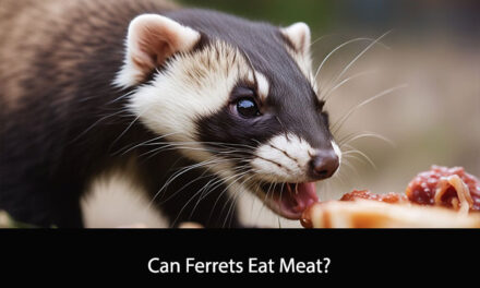 Can Ferrets Eat Meat?