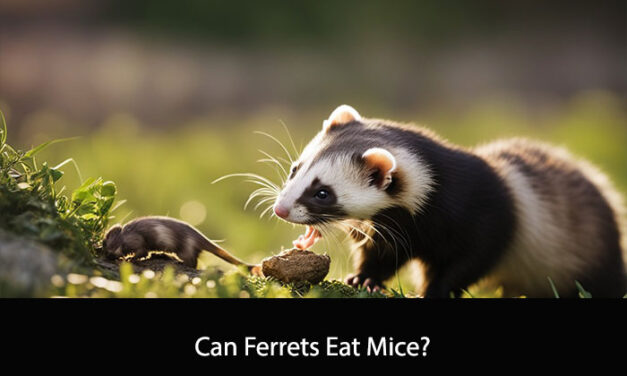 Can Ferrets Eat Mice?