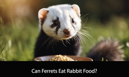 Can Ferrets Eat Rabbit Food?