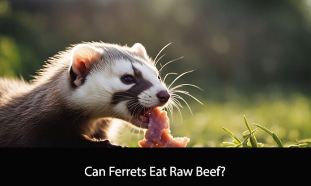 Can Ferrets Eat Raw Beef?