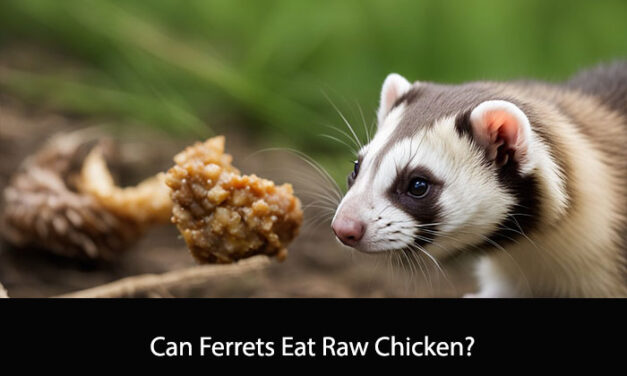 Can Ferrets Eat Raw Chicken?