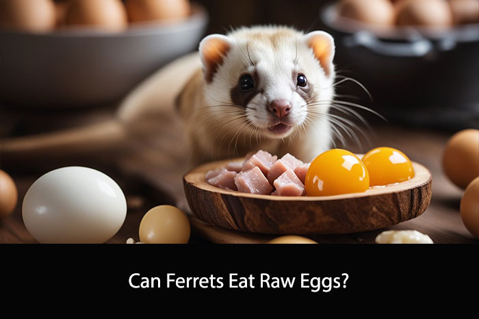 Can Ferrets Eat Raw Eggs?