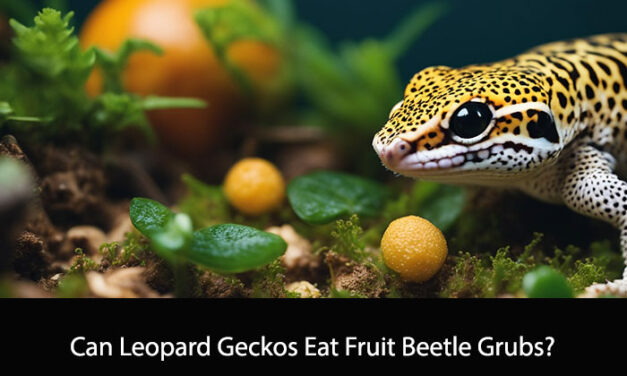 Can Leopard Geckos Eat Fruit Beetle Grubs?