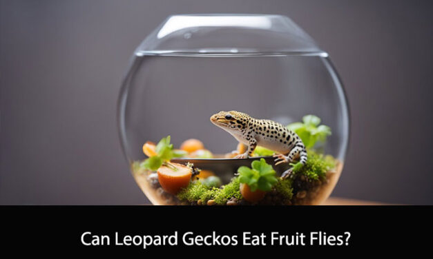 Can Leopard Geckos Eat Fruit Flies?