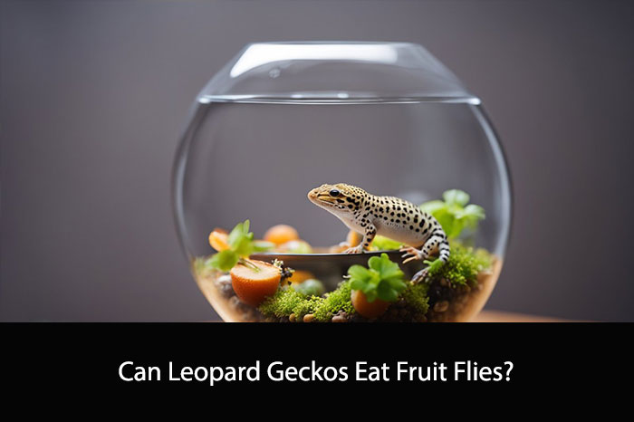 Can Leopard Geckos Eat Fruit Flies?