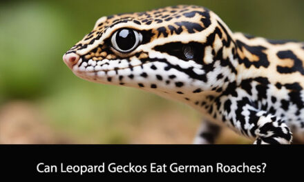 Can Leopard Geckos Eat German Roaches?