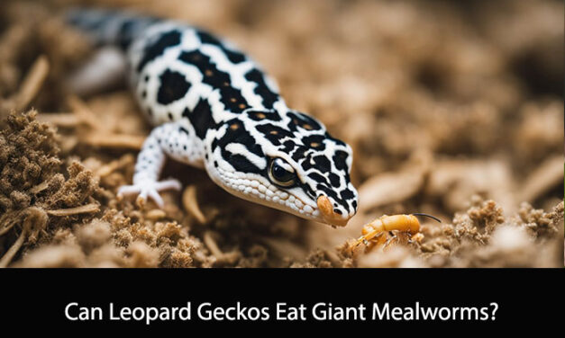 Can Leopard Geckos Eat Giant Mealworms?