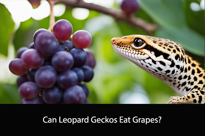 Can Leopard Geckos Eat Grapes?