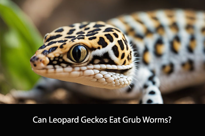 Can Leopard Geckos Eat Grub Worms?