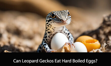 Can Leopard Geckos Eat Hard Boiled Eggs?