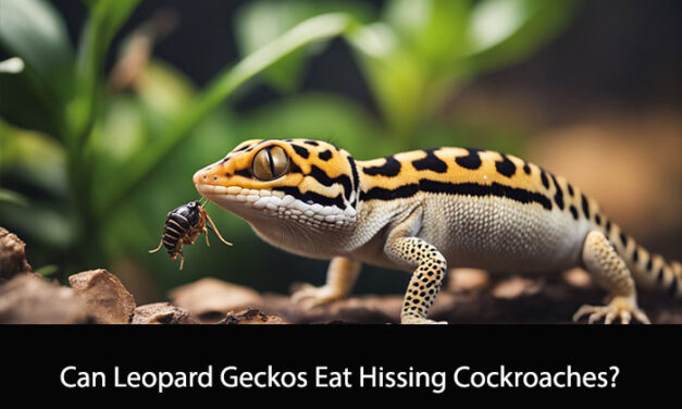 Can Leopard Geckos Eat Hissing Cockroaches?