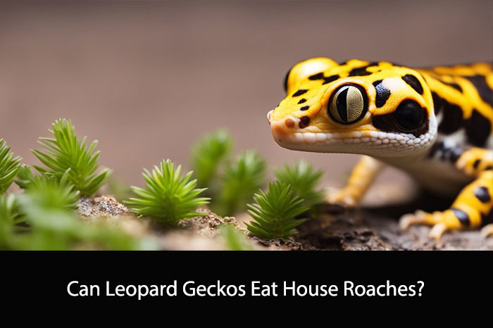 Can Leopard Geckos Eat House Roaches?