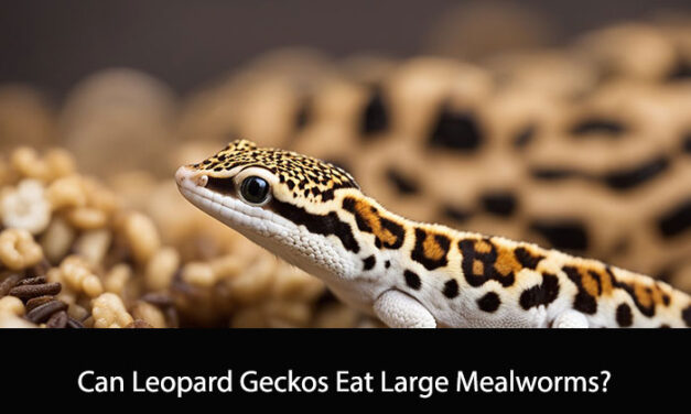 Can Leopard Geckos Eat Large Mealworms?