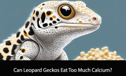 Can Leopard Geckos Eat Too Much Calcium?