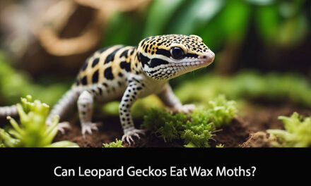 Can Leopard Geckos Eat Wax Moths?