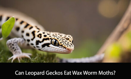 Can Leopard Geckos Eat Wax Worm Moths?