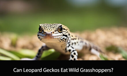 Can Leopard Geckos Eat Wild Grasshoppers?