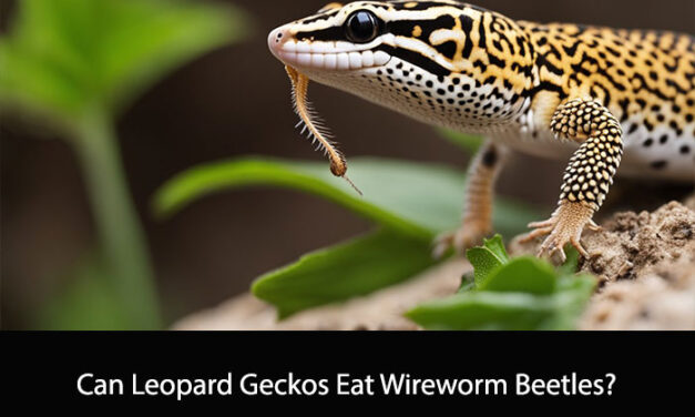 Can Leopard Geckos Eat Wireworm Beetles?