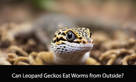 Can Leopard Geckos Eat Worms from Outside?