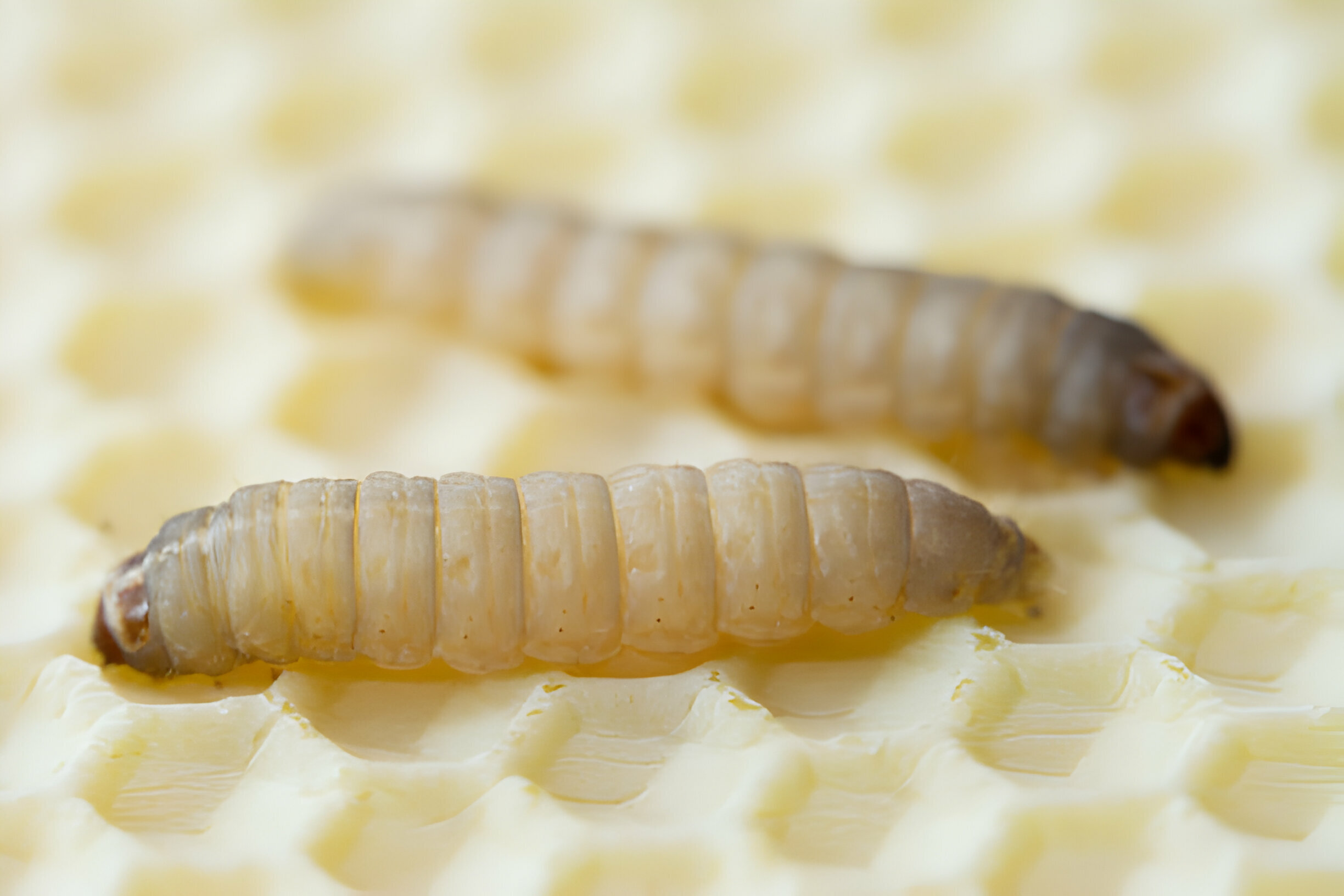 Can Leopard Geckos Eat Wax Moths