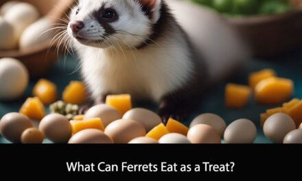 What Can Ferrets Eat as a Treat?