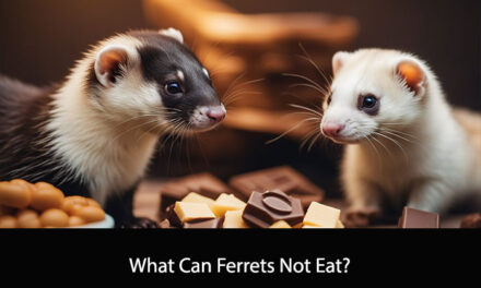 What Can Ferrets Not Eat?