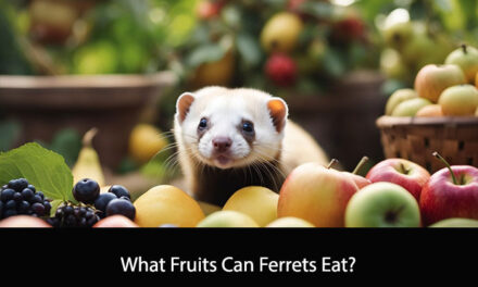 What Fruits Can Ferrets Eat?