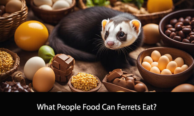 What People Food Can Ferrets Eat?