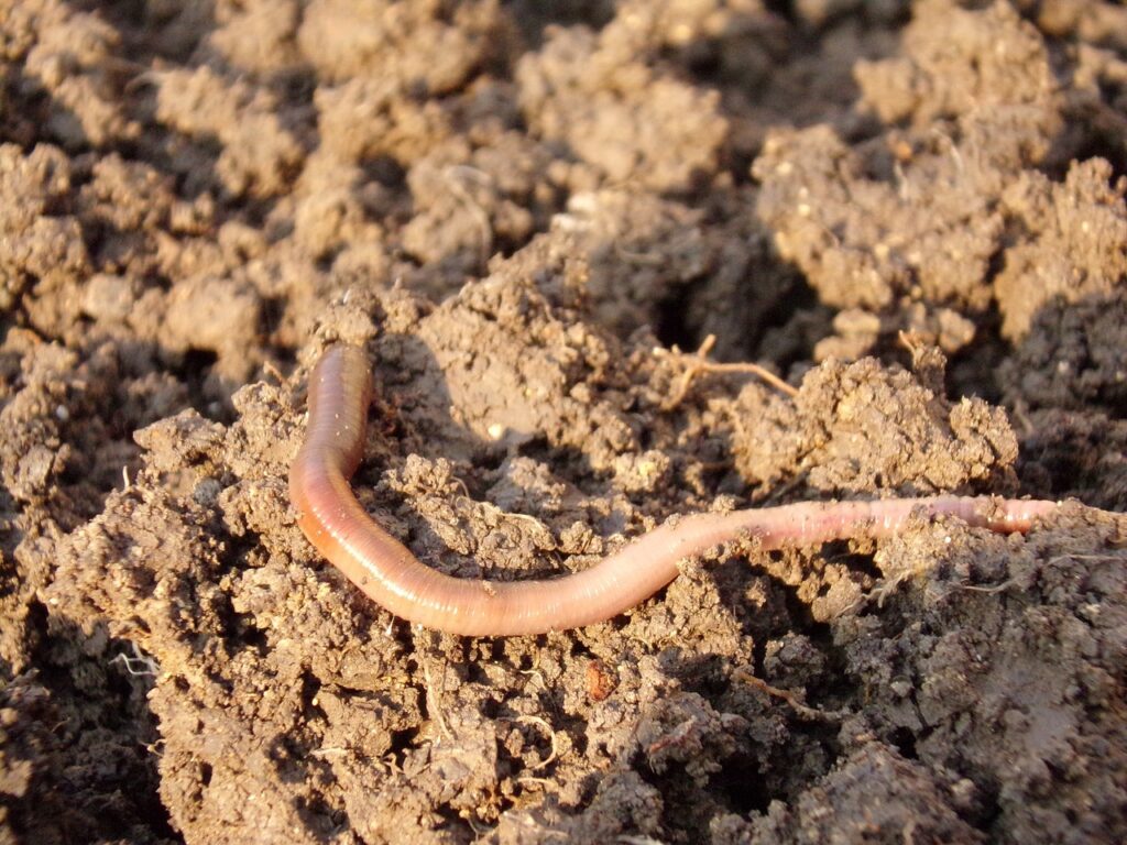 Can Leopard Geckos Eat Wild Earthworms