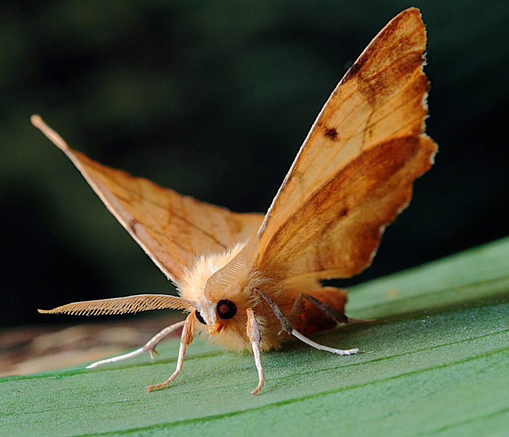 Can Leopard Geckos Eat Wax Worm Moths