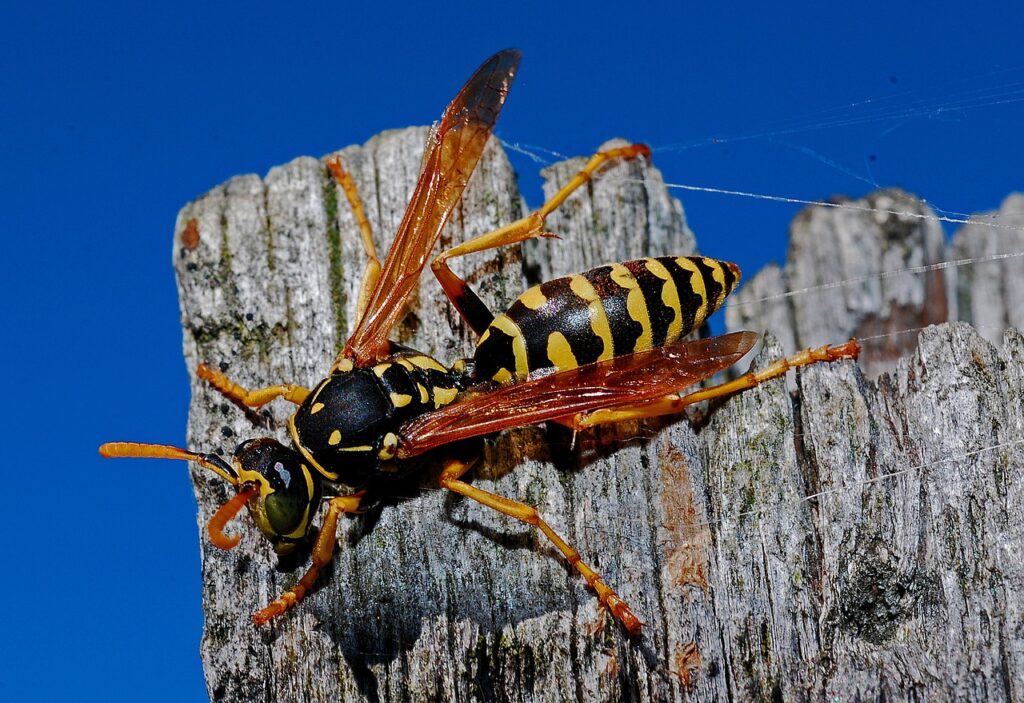 Can Leopard Geckos Eat Wasps