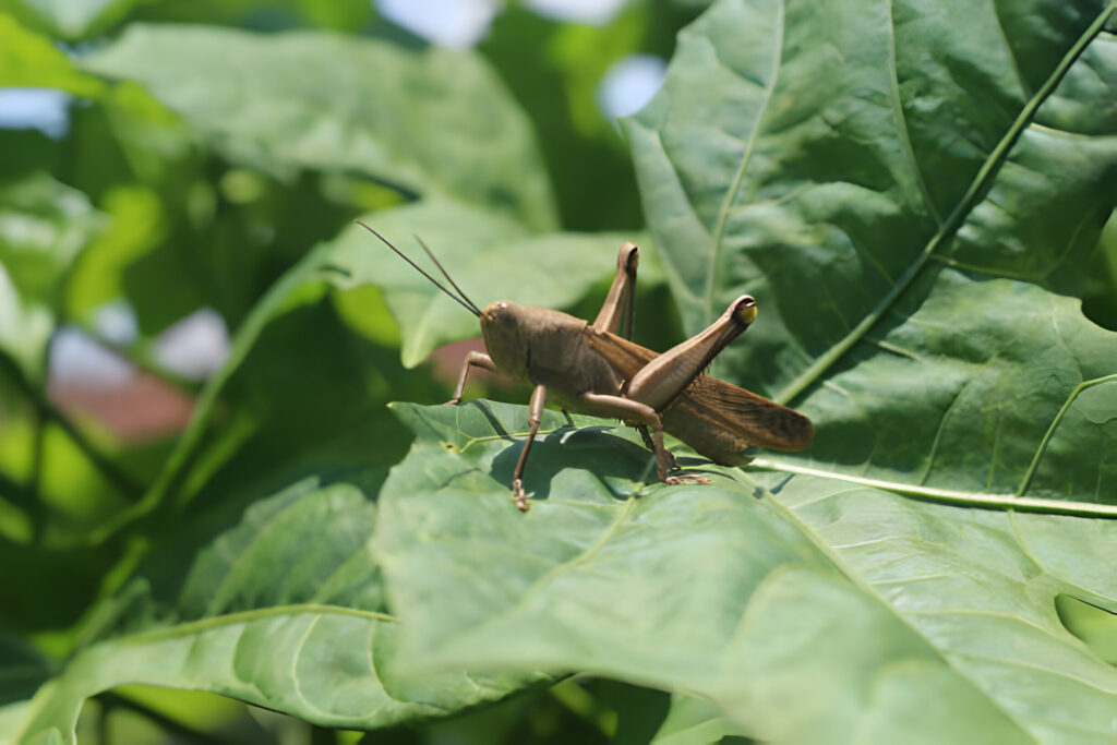 Can Leopard Geckos Eat Wild Crickets