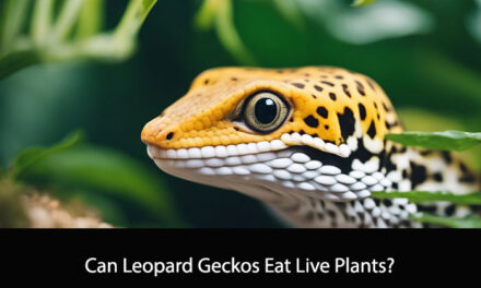 Can Leopard Geckos Eat Live Plants?