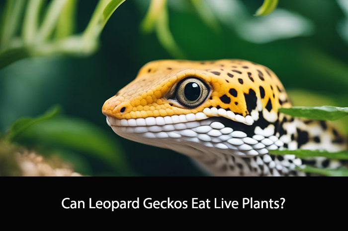 Can Leopard Geckos Eat Live Plants?