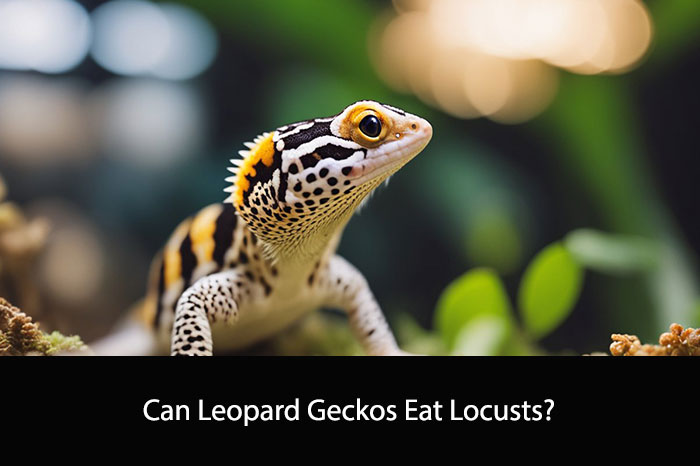 Can Leopard Geckos Eat Locusts?