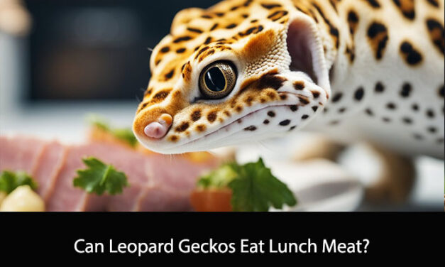 Can Leopard Geckos Eat Lunch Meat?